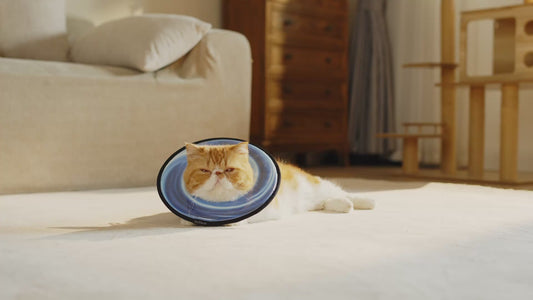 Adjustable Soft Cat Cone Collar
